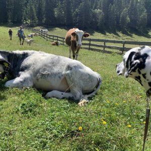 Chien et vaches