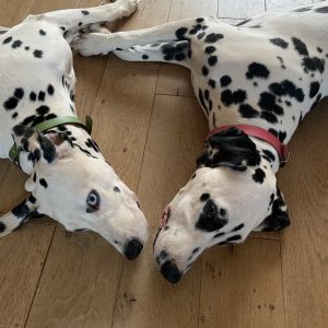 Couple dalmatien