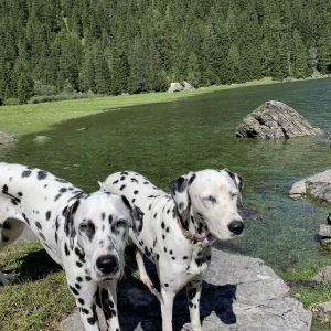 Dalmatiens lac