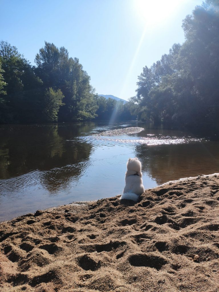 Chien observant le lac