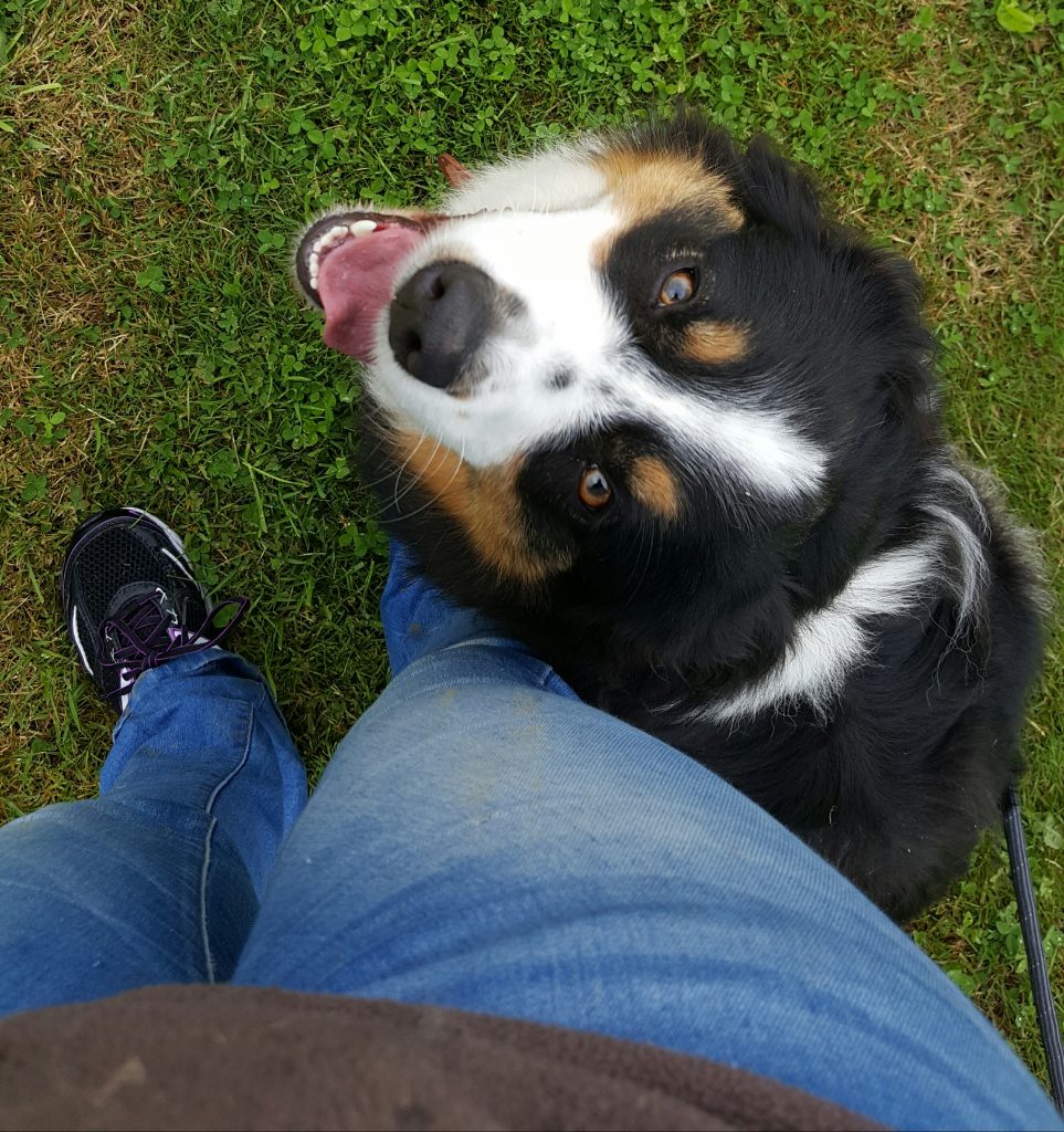 Chien en vue plongée