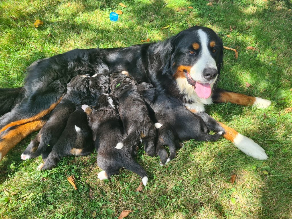 Maman et ses chiots