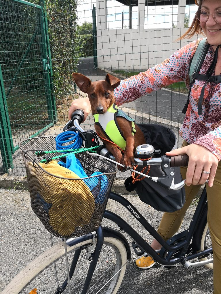 Chien dans panier de vélo