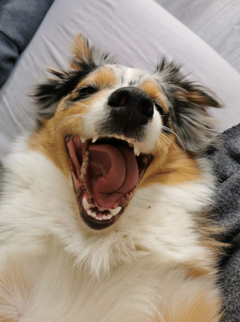 Chien ouvre la gueule