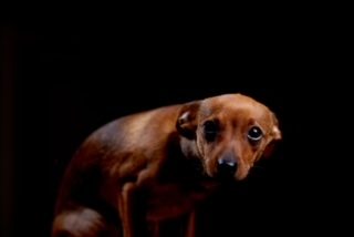 Photo de chien effrayé sur un fond noir