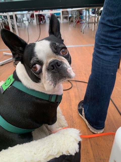 Papy, boston terrier, chien médiateur