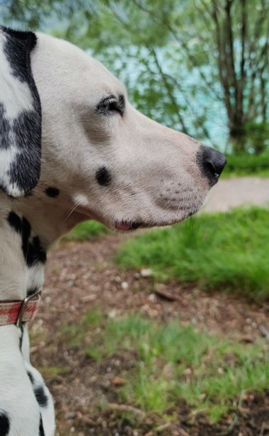 conduite accompagnée du chien