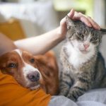 Chien et chat en Ehpad