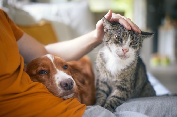Chien et chat en Ehpad
