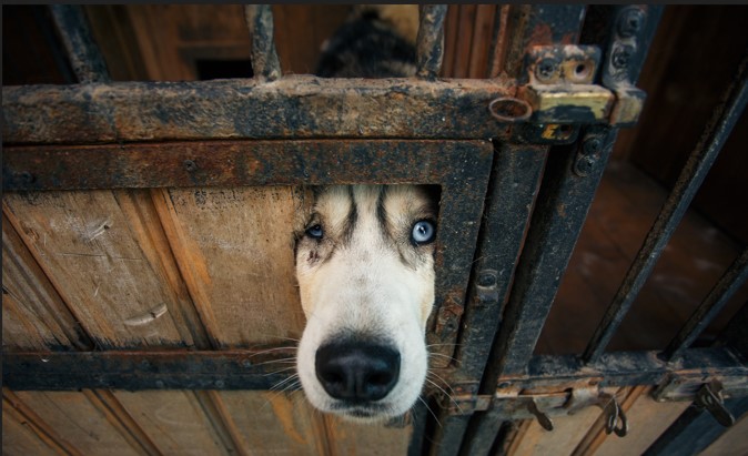 Tête de chien aux yeux bleus, dépassant sous une barrière