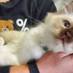 UMI le chat qui a fait la CAC